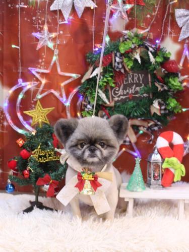 20231222リムルくん